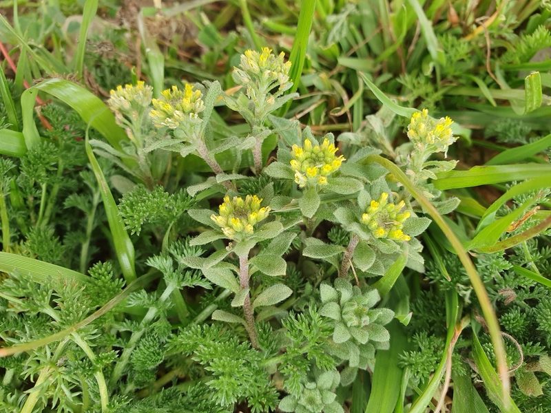 Alyssum collinum, photographed by Mehdi Chetibi