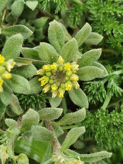Alyssum collinum, photographed by Mehdi Chetibi