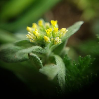 Alyssum collinum, photographed by Mehdi Chetibi