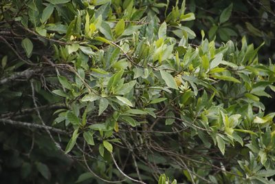Maesa lanceolata, photographed by Tony Rebelo
