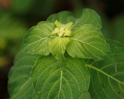 Hypoestes aristata, photographed by Tony Rebelo