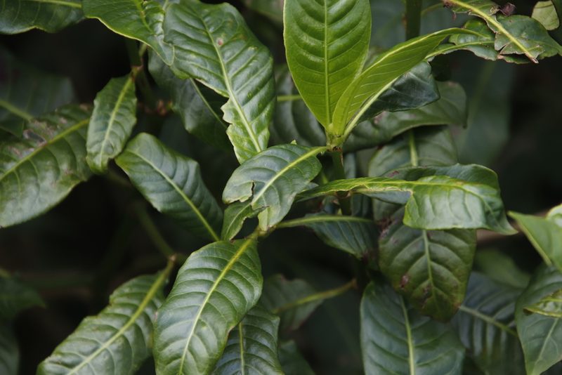 Psychotria zombamontana, photographed by Tony Rebelo