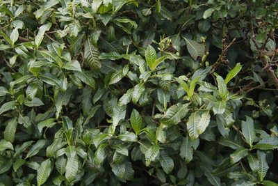 Psychotria zombamontana, photographed by Tony Rebelo