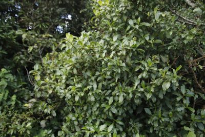 Psychotria zombamontana, photographed by Tony Rebelo