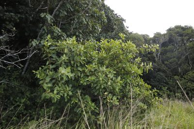 Maesa lanceolata, photographed by Tony Rebelo