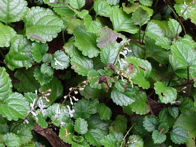 Plectranthus verticillatus, photographed by Shaun Swanepoel