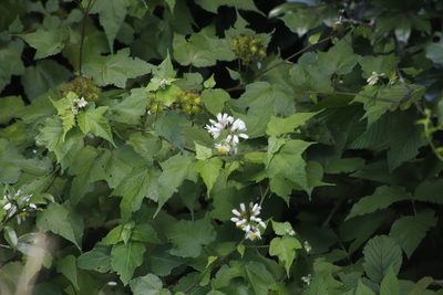Sparrmannia ricinocarpa, photographed by Tony Rebelo
