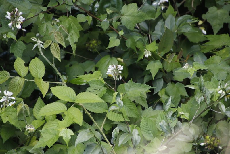 Sparrmannia ricinocarpa, photographed by Tony Rebelo