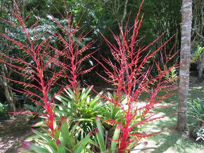 Vriesea philippocoburgi, photographed by Victor Farjalla Pontes