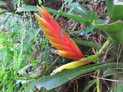 Vriesea paraibica, photographed by Victor Farjalla Pontes