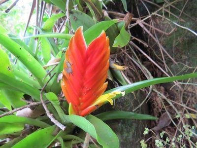 Vriesea paraibica, photographed by Victor Farjalla Pontes