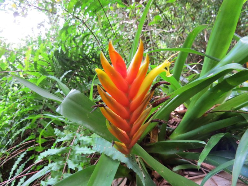 Vriesea paraibica, photographed by Victor Farjalla Pontes