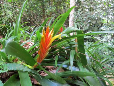 Vriesea paraibica, photographed by Victor Farjalla Pontes