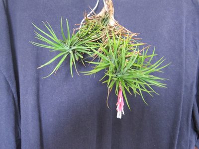 Tillandsia tenuifolia, photographed by Victor Farjalla Pontes