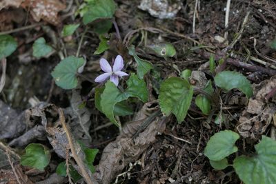 Viola canescens, photographed by Dinesh Valke