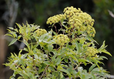 Heteromorpha arborescens, photographed by Tony Rebelo