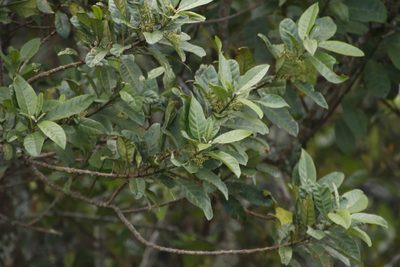 Maesa lanceolata, photographed by Tony Rebelo