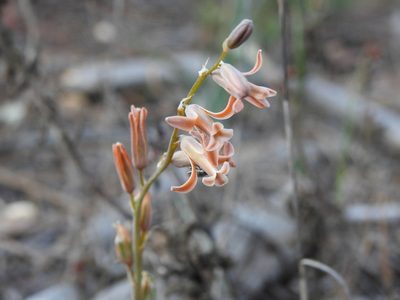 Dipcadi serotinum, photographed by Duarte Frade