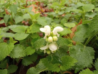 Lamium flexuosum, photographed by Josep Gesti