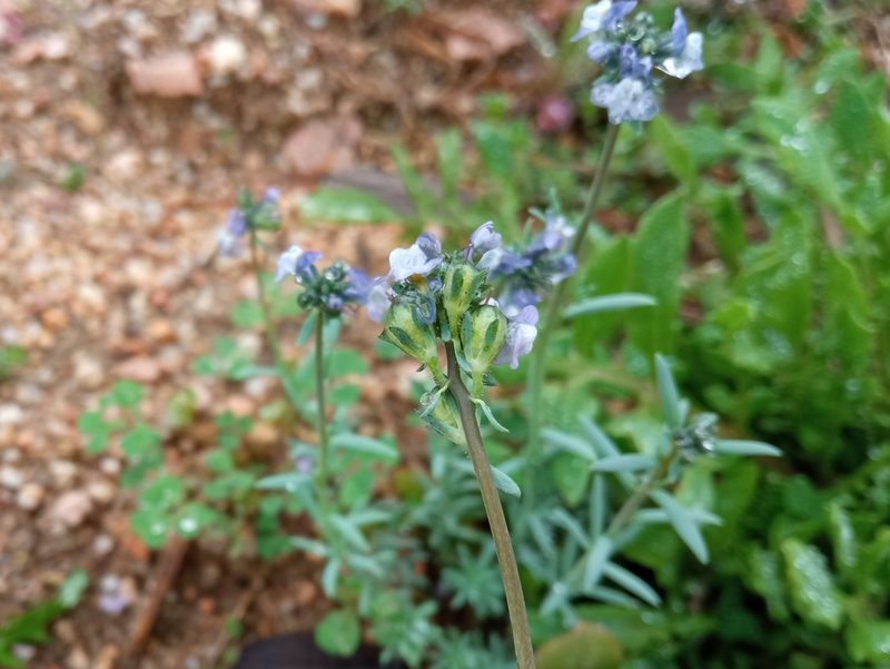 Linaria arvensis, photographed by Josep Gesti