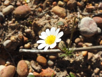 Anemone palmata, photographed by Duarte Frade