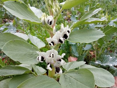 Vicia faba, photographed by Josep Gesti