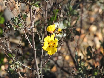 Cistus halimifolius, photographed by Duarte Frade