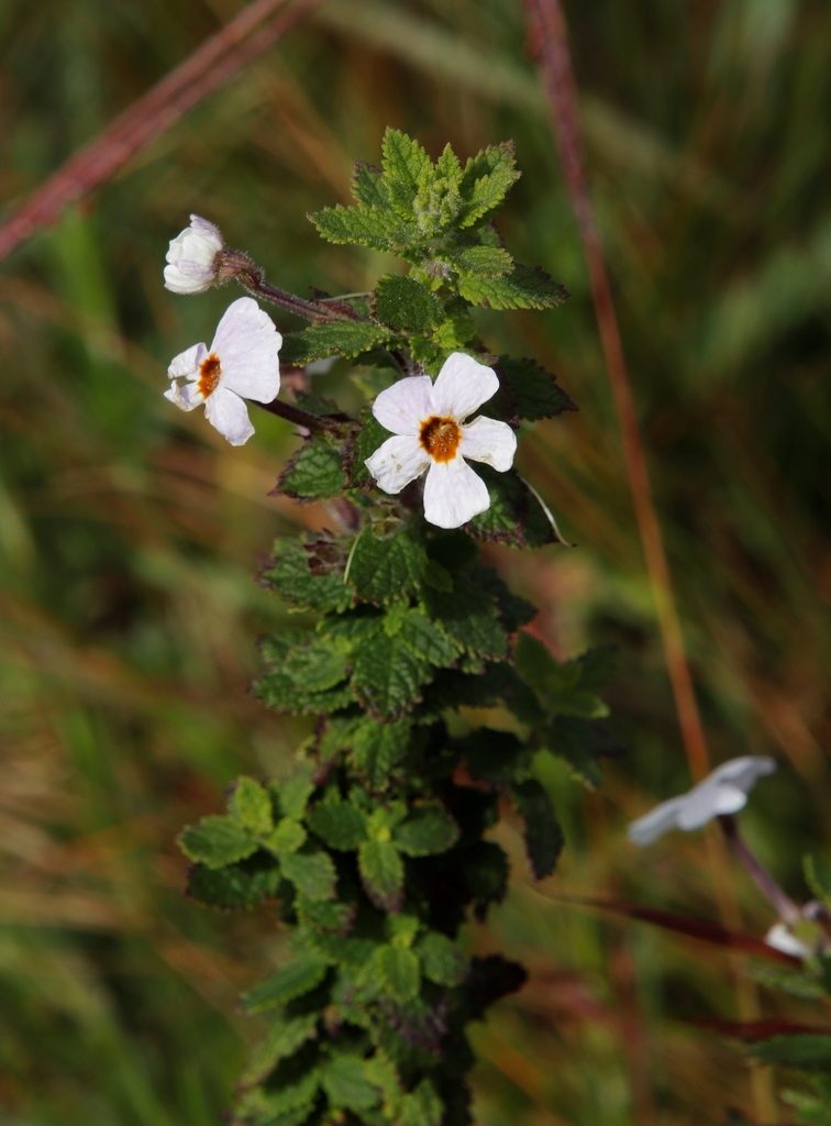 Jamesbrittenia carvalhoi, photographed by Tony Rebelo