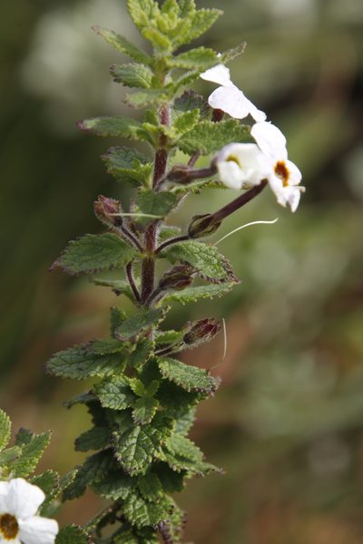 Jamesbrittenia carvalhoi, photographed by Tony Rebelo