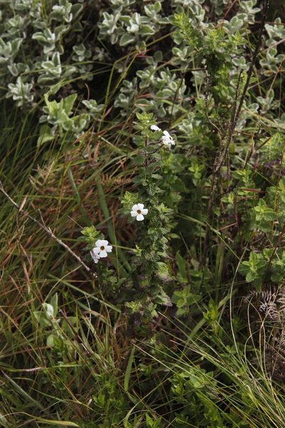 Jamesbrittenia carvalhoi, photographed by Tony Rebelo