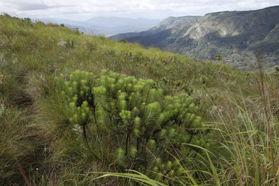 Phymaspermum athanasioides, photographed by Tony Rebelo