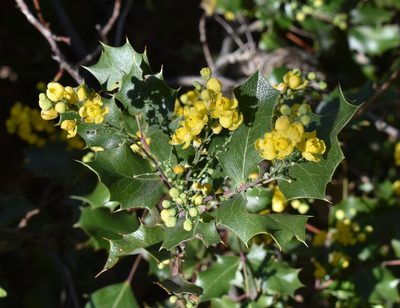 Berberis pinnata, photographed by Gail A Baker