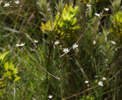 Alepidea peduncularis