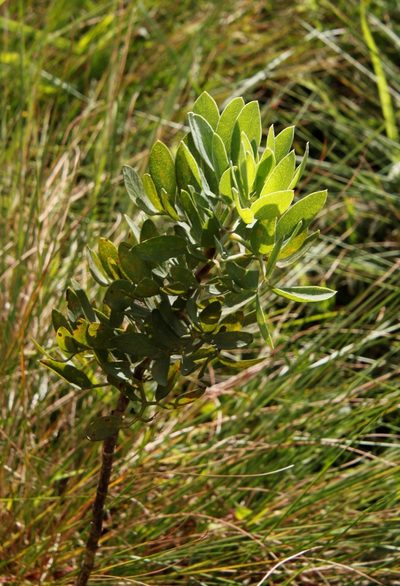 Diplolophium swynnertonii, photographed by Tony Rebelo
