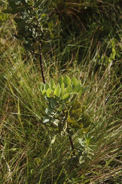 Diplolophium swynnertonii, photographed by Tony Rebelo