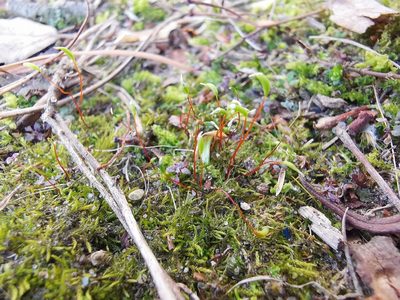 Amblystegium serpens, photographed by Alexis Tinker-Tsavalas