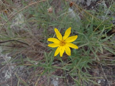 Zexmenia buphtalmiflora, photographed by Tomás Carranza Perales