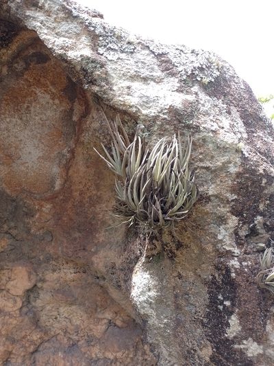 Tillandsia argentina, photographed by Tomás Carranza Perales