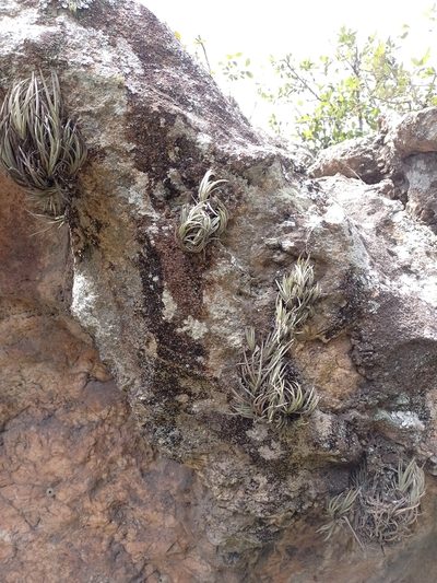 Tillandsia argentina, photographed by Tomás Carranza Perales