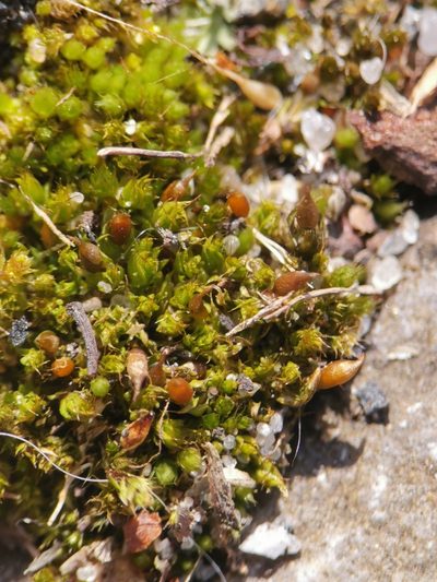 Tortula protobryoides, photographed by Alexis Tinker-Tsavalas
