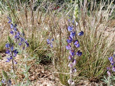 Lupinus sparsiflorus, photographed by Samuel A Schmid, PhD, PWS
