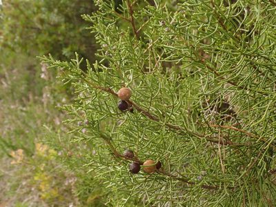Juniperus turbinata, photographed by Daniel Cahen