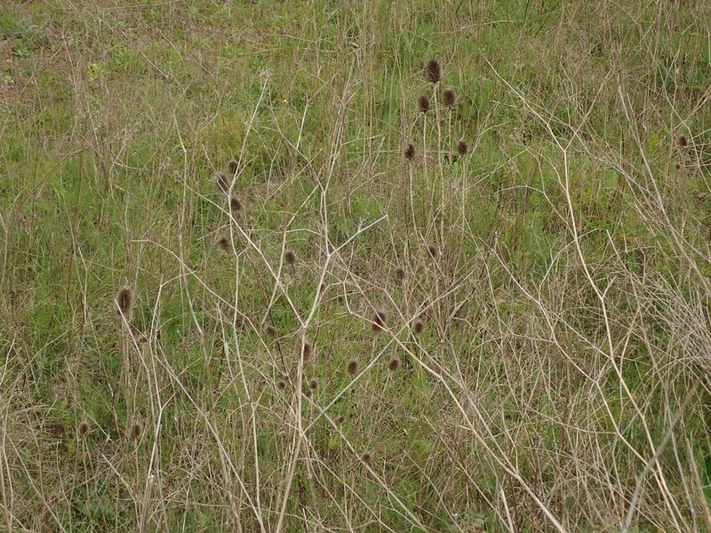 Dipsacus comosus, photographed by Daniel Cahen