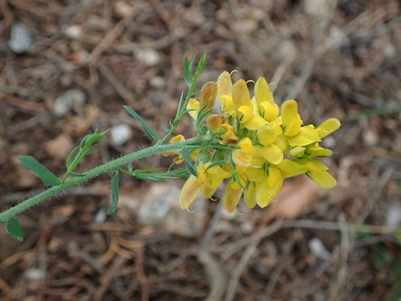 Genista tournefortii, photographed by Daniel Cahen