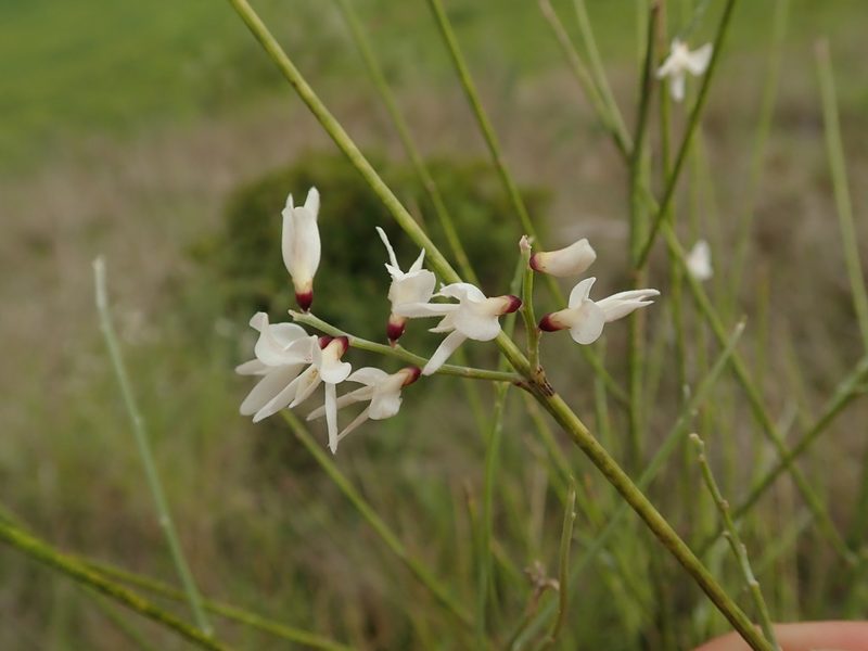 Retama monosperma, photographed by Daniel Cahen
