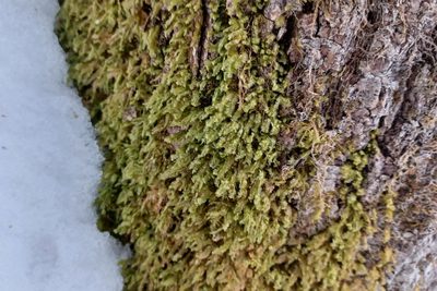 Homalia trichomanoides, photographed by Quinten Wiegersma