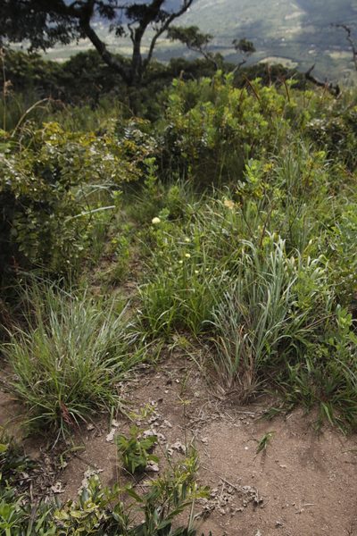 Cyperus hemisphaericus, photographed by Tony Rebelo