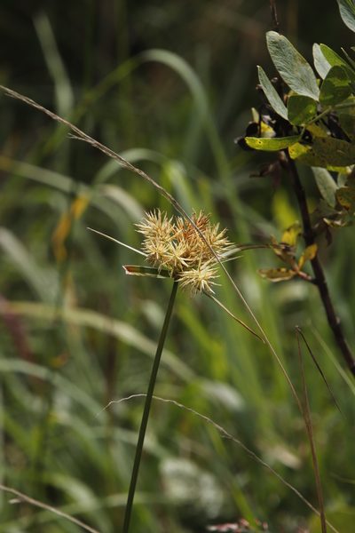 Cyperus hemisphaericus, photographed by Tony Rebelo