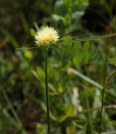 Cyperus hemisphaericus, photographed by Tony Rebelo