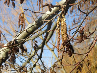 Alnus rubra, photographed by Randal